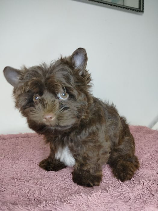 Yorkshire Terrier, choco, piesek