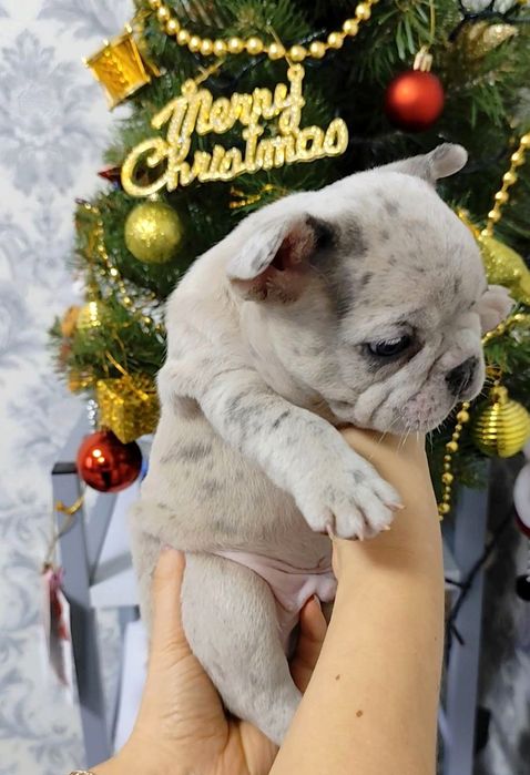 Французький бульдог