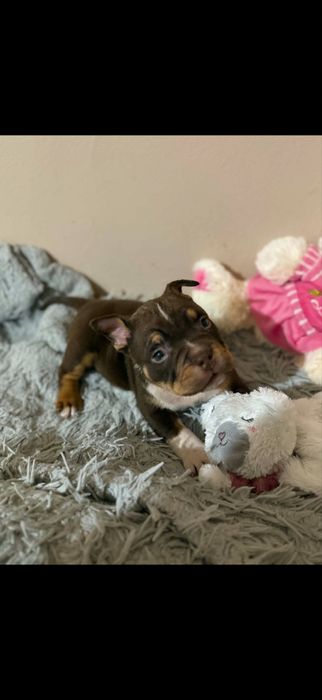 American bully piesek