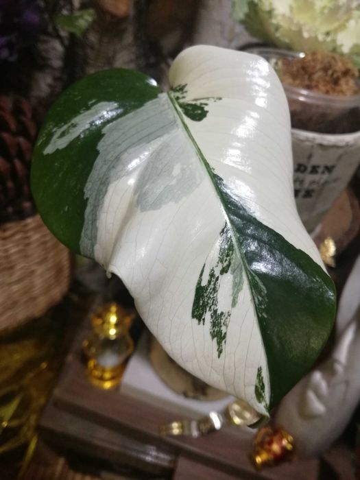 Monstera Albo Variegata philodendron roślina potwór