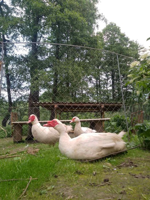 Продаю яйця індокачині