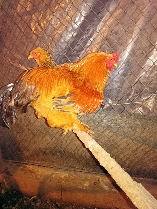 Brahmas, sedosas, pombos e faisões