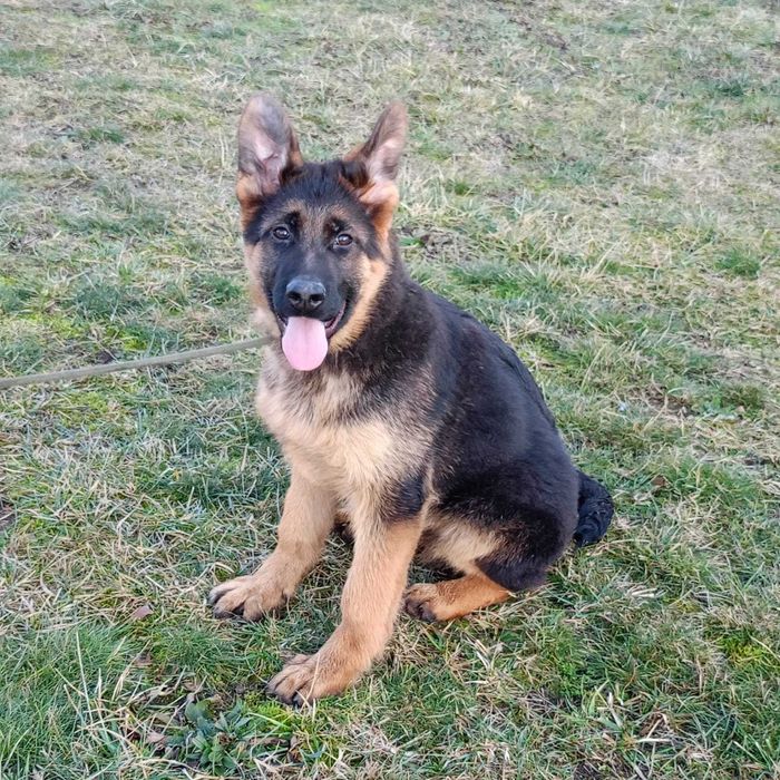 Owczarek Niemiecki FCI