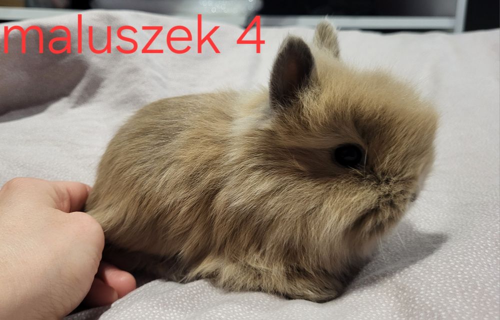 Teddy króliczek miniaturka , kroliczki