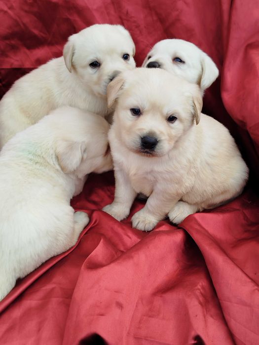 Labrador Retriever piesek tel.-5.7.5.3.0.2.0.3.9.