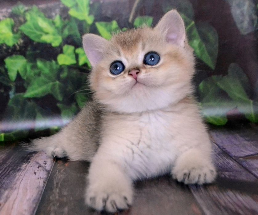 Крутезний золотий хлопчик