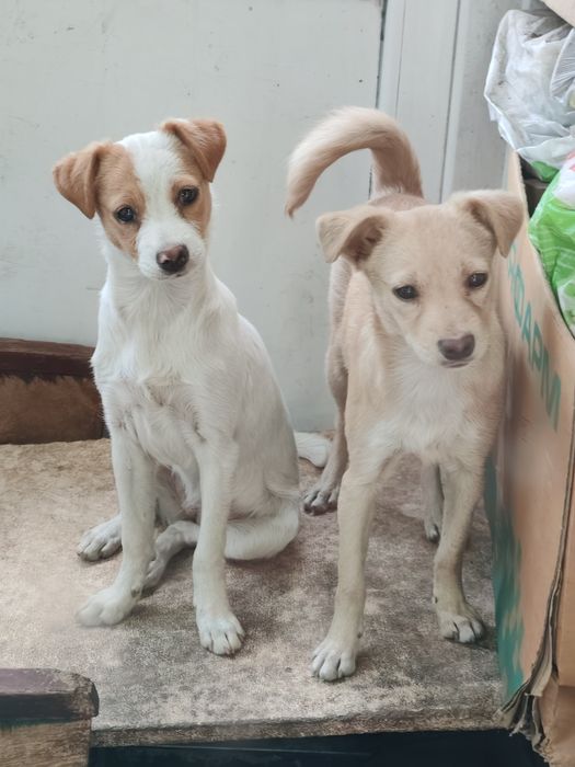 Віддам у добрі руки