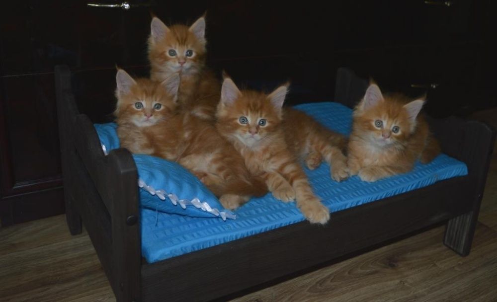 Малыши Карандаши Красные прекрасные Мейн куны