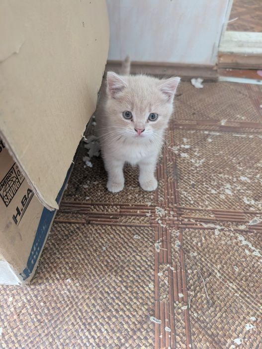 Кішка,киця ,кошеня,котик