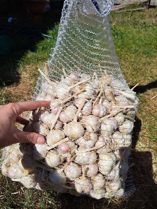 Czosnek wiosenny Jary