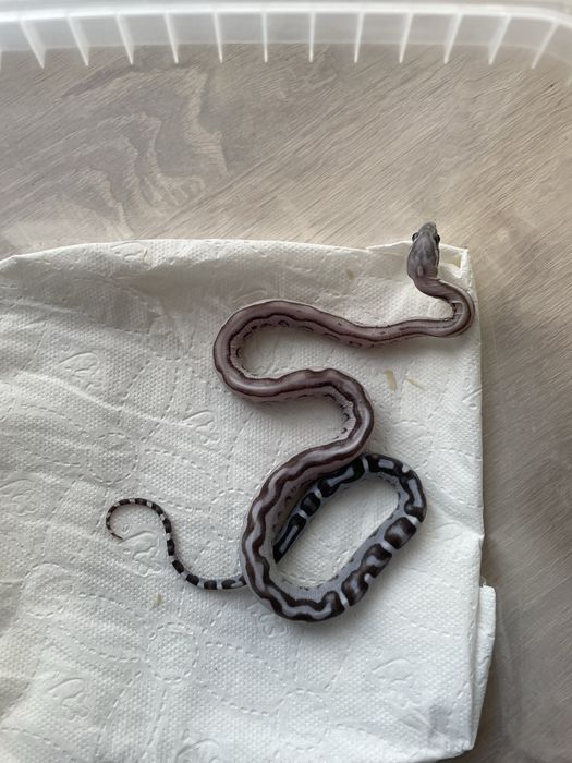 Wąż zbożowy Anery Tessera Scaleless het Amel dostepne samce i samice