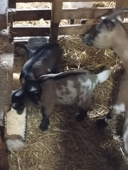 Cabritinho anão bonito