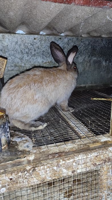 Кролі, кролики та тушки. Полтавське серебро, термонська біла, помісі