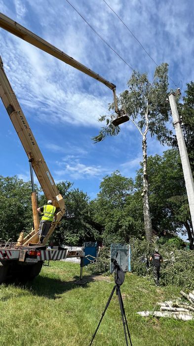 Зрізати дерево, кронування, санітарна обрізка дерева