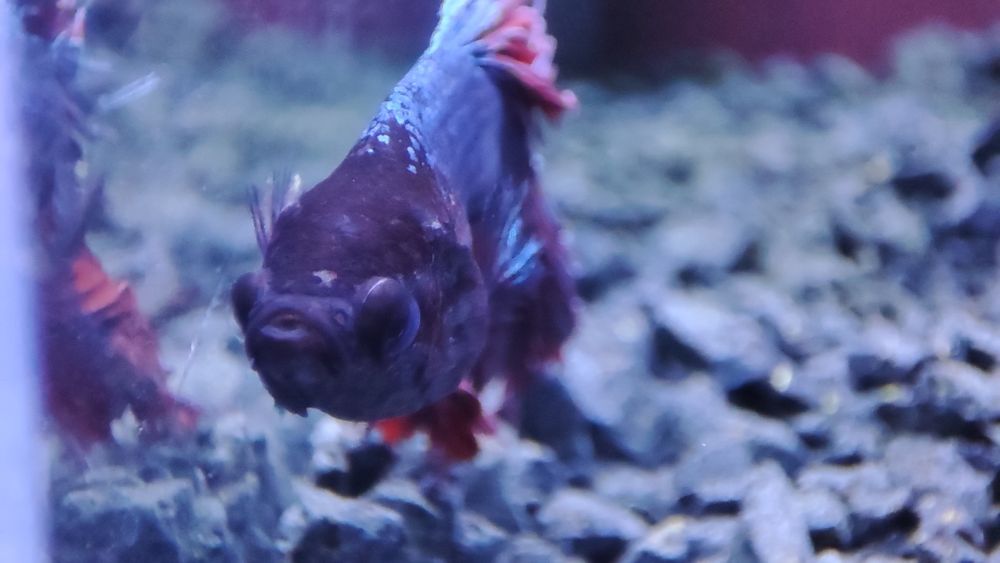 Sprzedam akwarium z bojownikiem