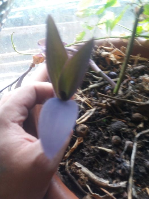 цветы саженцами отростками алое кактус каланхое  тещин язык лимон