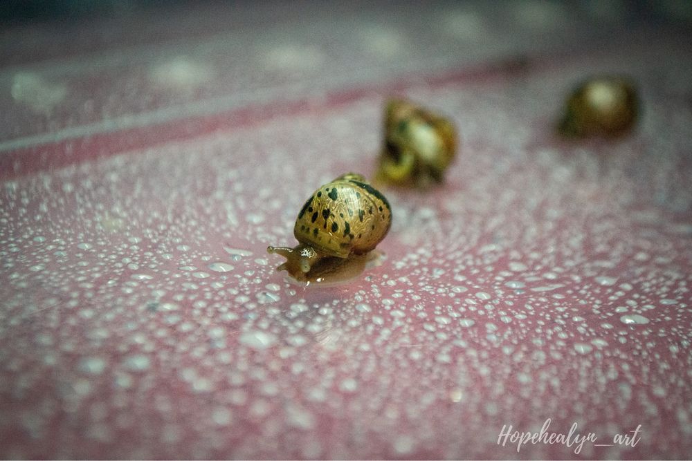 Achatina tincta tincta congo