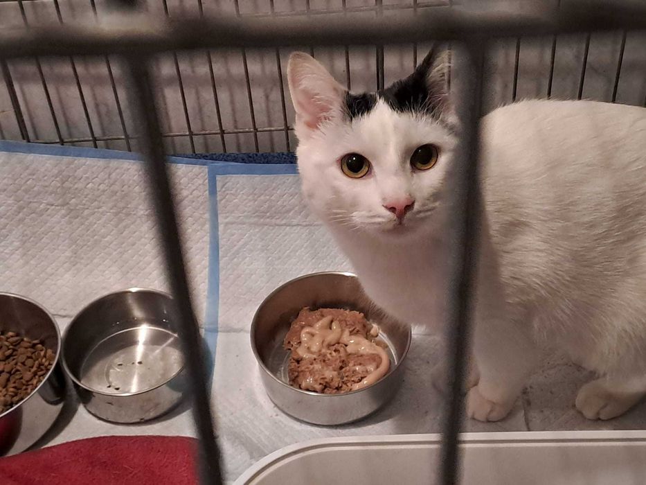 Dorosły kocurek szuka domu