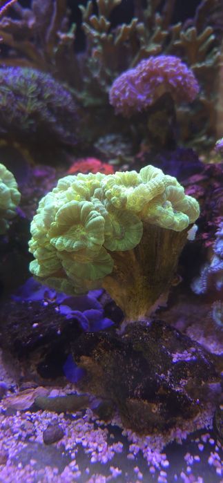 Sprzedam calaustra green fluo