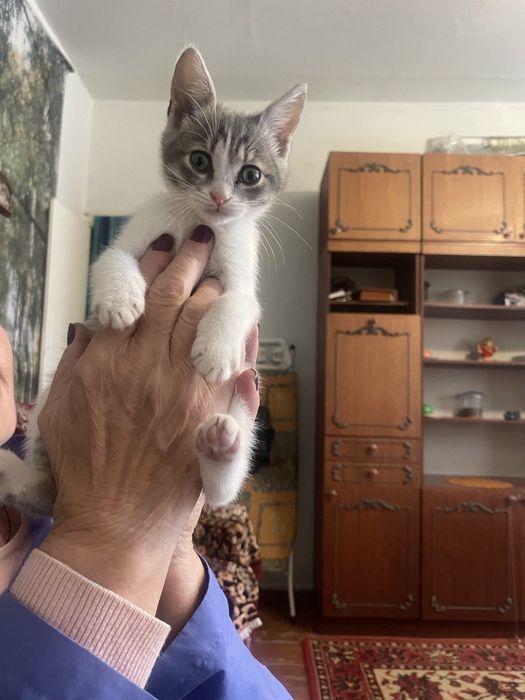 Котики шукають для кого стати новорічним подарунком