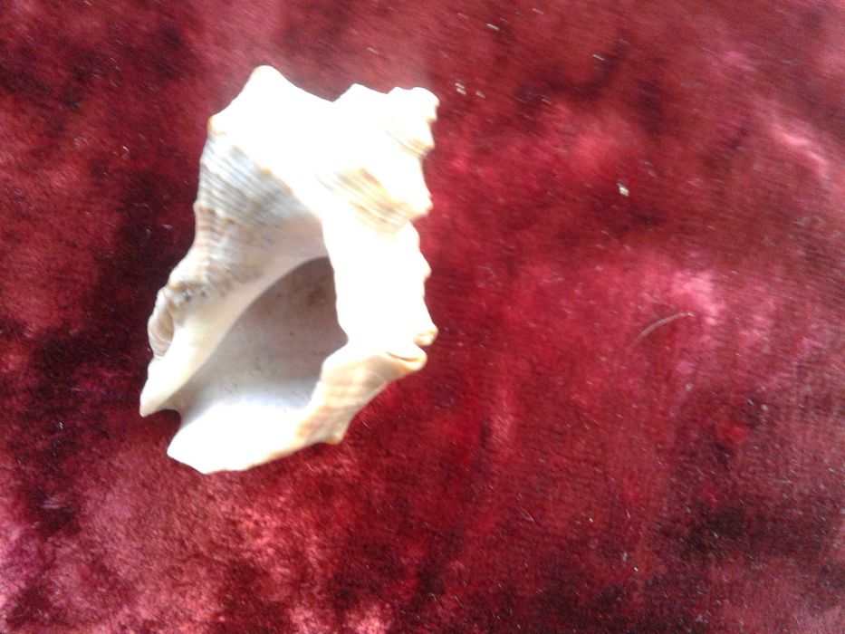 Ракушка черноморского рапана