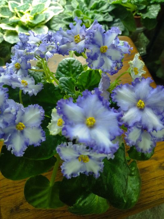 Продам квітучі фіалки. Не потрібна пересадка, на готовому поливі,.