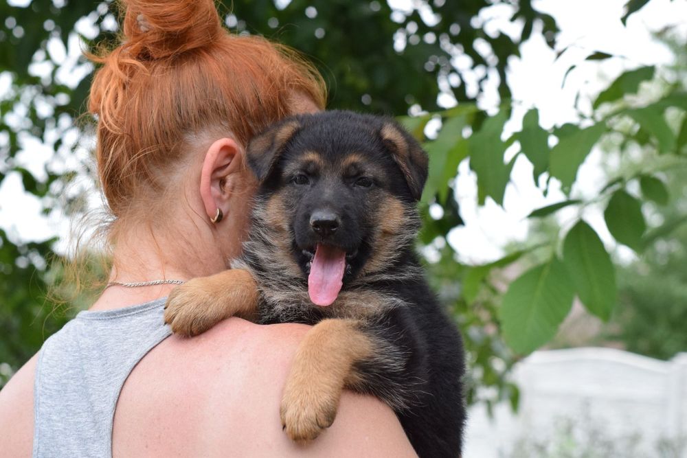 Крепкі цуценята, щенки Німецька Вівчарка
