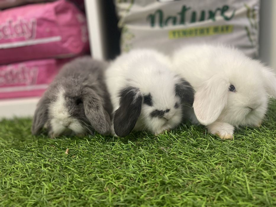 Coelhos anões Belier e mini lop - LOJA FISICA !!