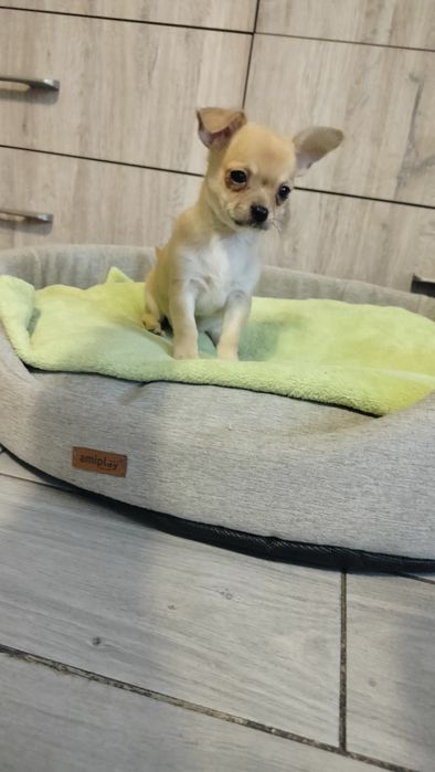 Śliczne szczenię -Chihuahua