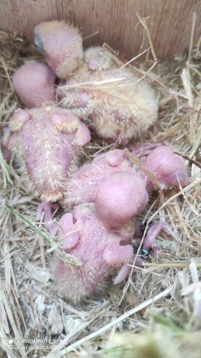 Aves para criar á mão