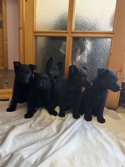 Щенки чорних німецьких вівчарок