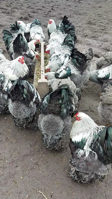 Півні темної брами