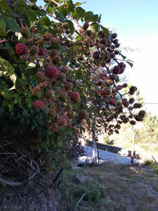 Terreno com 1,2 Hectares e Ruína em Pedra (225m²) – Parada de Cunhos, Vila Real