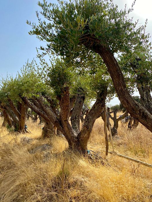 Oliveiras centenárias