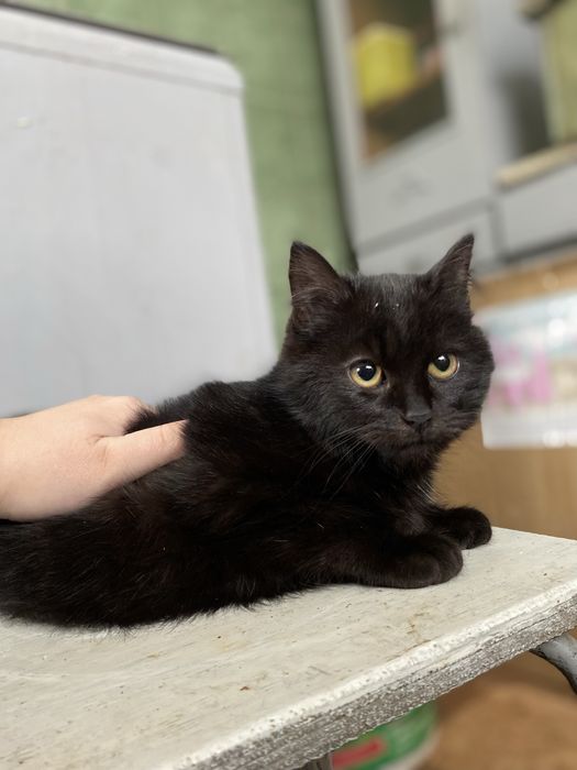 Віддам в добрі руки чорного котика