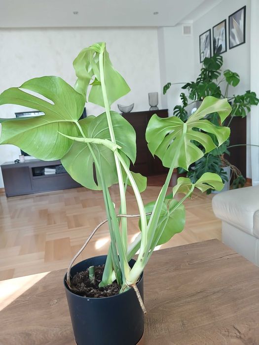 Monstera w doniczce 3 sztuki Młode Piękne
