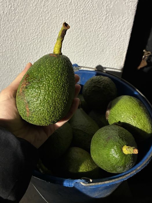 Abacate biologico ao Kg