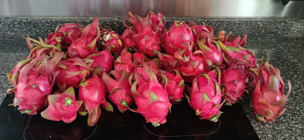 Pitaya fruta do dragão