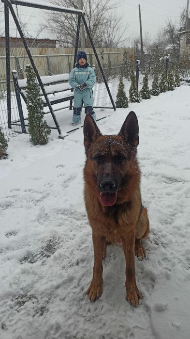 Жених ищет невесту