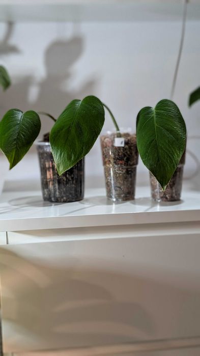 Monstera Sierrana Hawaii  sadzonki