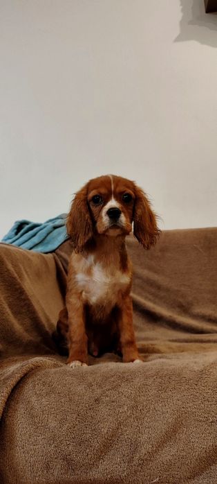 Uroczy Rodowodowy Piesek Cavalier King Charles Spaniel z Rodowodem OSPIK
