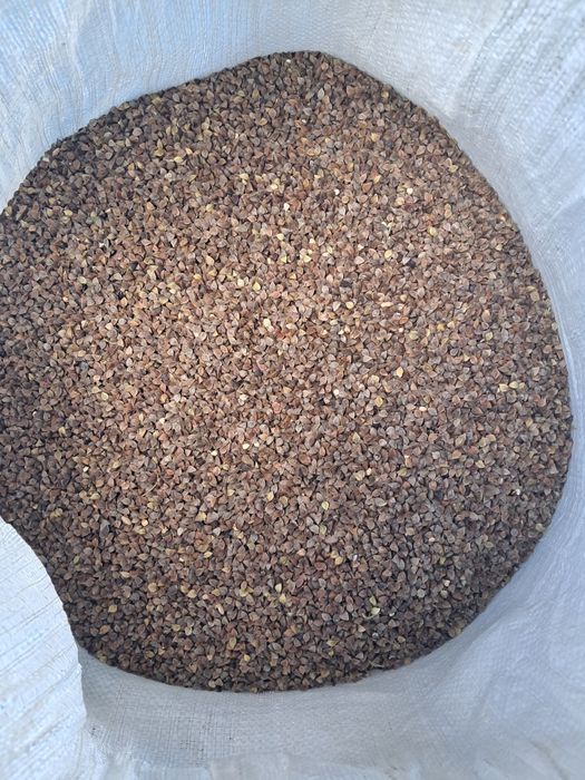 Gryka Panda po centrali