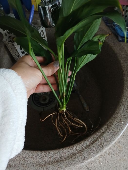 Квітка Спатіфілум -жіноче щастя