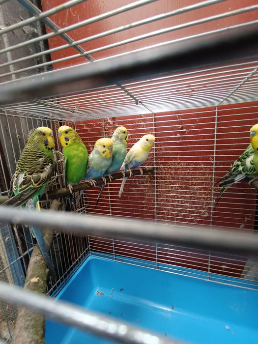 Sprzedam papugi faliste