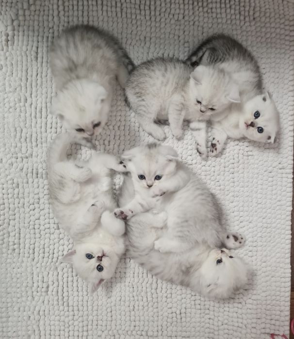 Шотландські кошенята срібна шиншила серебристая шиншилла