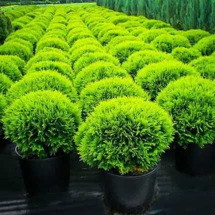 Туя, туї Смарагд 1–2 м • Грунтові, загартовані саджанці