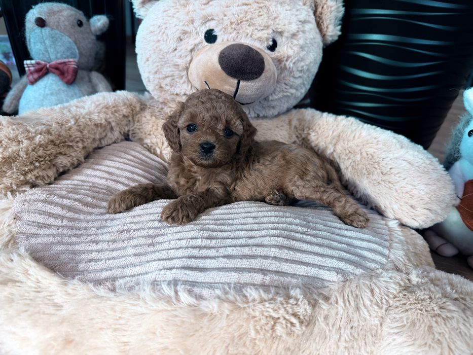 Cavapoo F1b sunia mini
