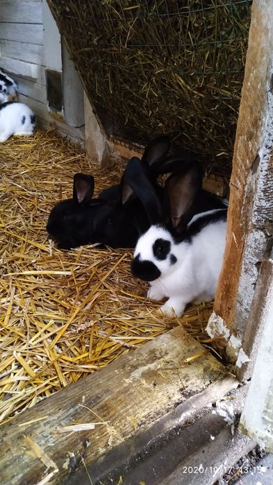 Кролики.Кролі.Самці-самочки.НПВ