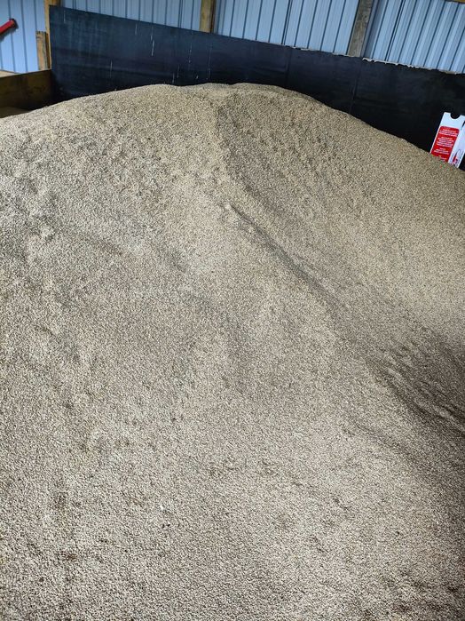 Pszenica pszenżyto owies