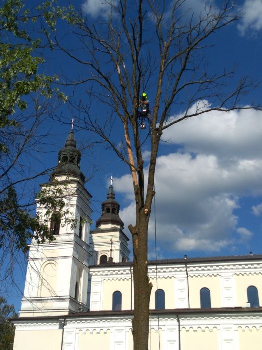 Wycinka drzew,  ścinka drzew , rębak do gałęzi,